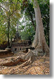 images/Asia/Cambodia/AngkorThom/PalaceGate/big-tree-root-1.jpg
