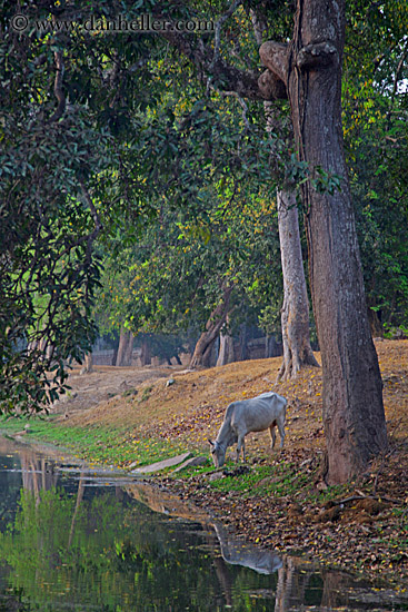 horse-drinking-from-moat-1.jpg