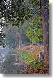 images/Asia/Cambodia/AngkorWat/Moat/horse-drinking-from-moat-3.jpg