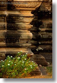 images/Asia/Cambodia/AngkorWat/Plants/flowers-n-ruins-8.jpg