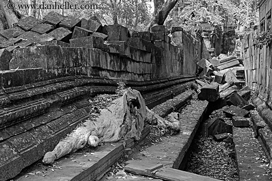 cut-tree-trunk-under-wall.jpg