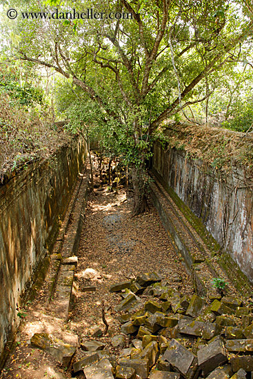 tree-growing-between-walls-1.jpg