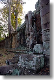 images/Asia/Cambodia/Gates/VictoryGate/tree-n-stone-wall-2.jpg