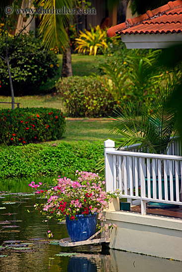 flowers-in-pond-1.jpg