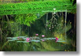 images/Asia/Cambodia/Hotel/flowers-in-pond-4.jpg