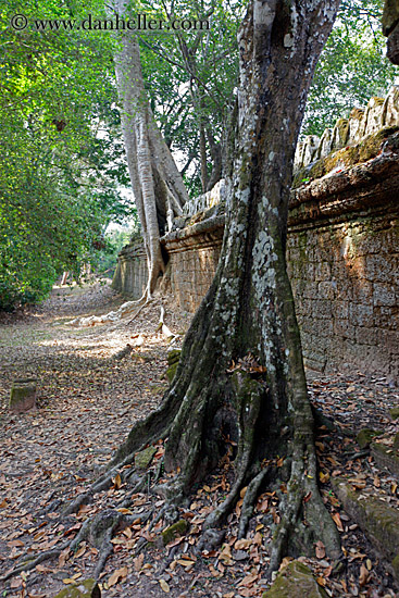 tree-growing-on-wall-2.jpg