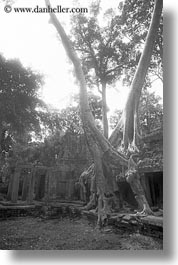 images/Asia/Cambodia/PreahKhan/tree-growing-on-wall-5-bw.jpg