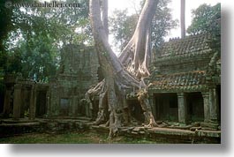 images/Asia/Cambodia/PreahKhan/tree-growing-on-wall-6.jpg