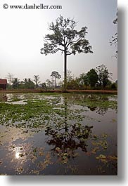 images/Asia/Cambodia/Scenics/Landscape/tree-reflections-in-water-8.jpg