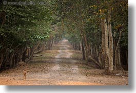 images/Asia/Cambodia/Scenics/Roads/dogs-n-tree-lined-road-01.jpg