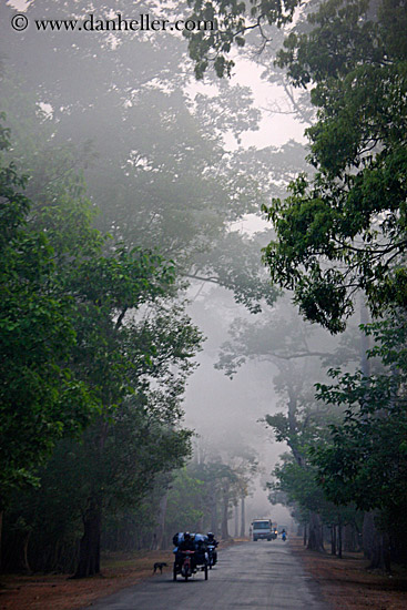 vehicles-on-foggy-tree-lined-road-01.jpg