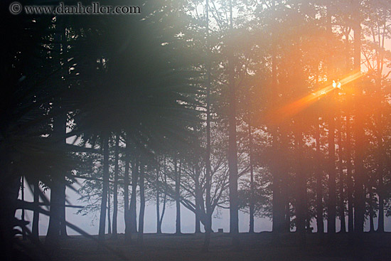 hazy-sunrise-n-trees-07.jpg
