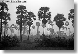 images/Asia/Cambodia/Scenics/Trees/hazy-palm_trees-2-bw.jpg