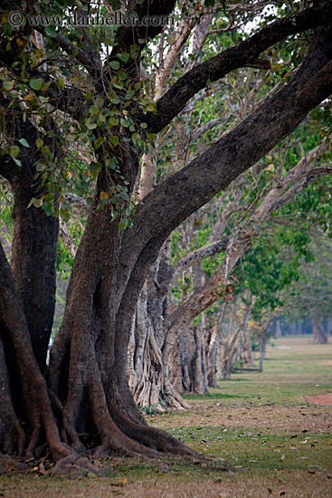 line-of-trees-1.jpg