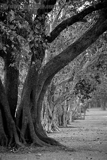 line-of-trees-1-bw.jpg