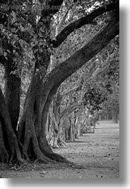images/Asia/Cambodia/Scenics/Trees/line-of-trees-1-bw.jpg