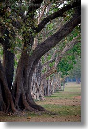 images/Asia/Cambodia/Scenics/Trees/line-of-trees-1.jpg