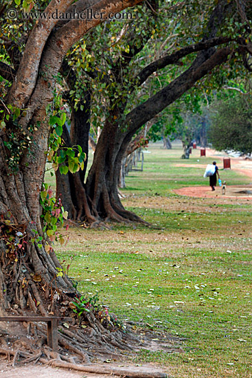 line-of-trees-2.jpg