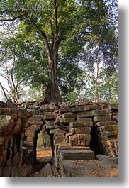 images/Asia/Cambodia/Scenics/Trees/tree-growing-over-ruins-2.jpg