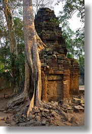 images/Asia/Cambodia/TaPromh/Roots/fin-root-on-ruins-1.jpg