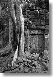 images/Asia/Cambodia/TaPromh/Roots/fin-root-on-ruins-2-bw.jpg