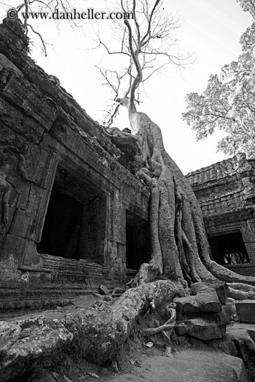 tree-roots-draping-doorway-01-bw.jpg