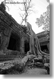 images/Asia/Cambodia/TaPromh/Roots/tree-roots-draping-doorway-01-bw.jpg