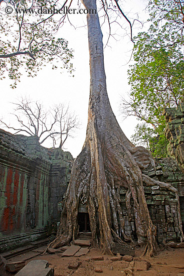 tree-roots-draping-doorway-03.jpg