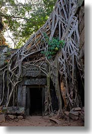 images/Asia/Cambodia/TaPromh/Roots/tree-roots-draping-doorway-06.jpg