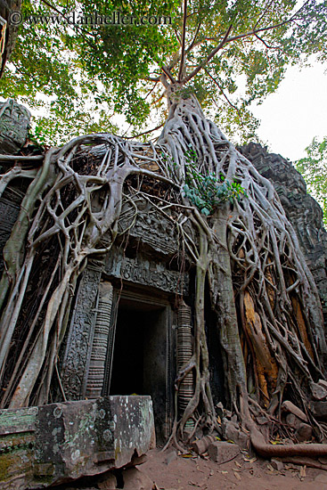 tree-roots-draping-doorway-09.jpg