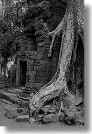 images/Asia/Cambodia/TaPromh/Roots/tree-roots-draping-wall-04-bw.jpg