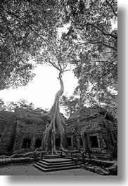 images/Asia/Cambodia/TaPromh/Roots/tree-roots-draping-wall-10-bw.jpg