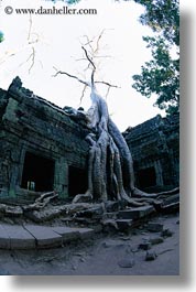 images/Asia/Cambodia/TaPromh/Roots/tree-roots-draping-wall-16.jpg