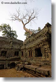 images/Asia/Cambodia/TaPromh/Temples/tree-on-top-of-temple-01.jpg