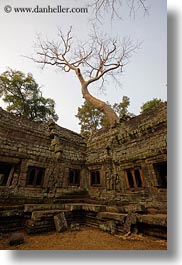 images/Asia/Cambodia/TaPromh/Temples/tree-on-top-of-temple-02.jpg