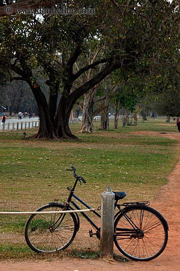 bicycle-n-trees.jpg