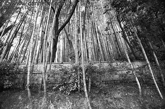 tall-bamboo-bw.jpg