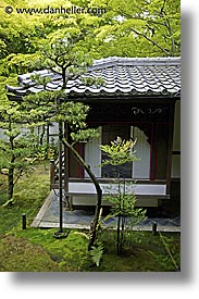 images/Asia/Japan/Kyoto/KotoIn/Garden/zen-tree-n-temple.jpg