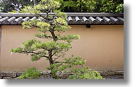 images/Asia/Japan/Kyoto/KotoIn/zen-like-tree.jpg