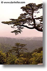 images/Asia/Japan/Kyoto/MihoMuseum/japanese-red-pine-tree-3.jpg