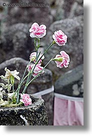images/Asia/Japan/Misc/Flowers/pink-carnations-2.jpg