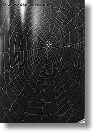images/Asia/Japan/Misc/spider-web-2.jpg