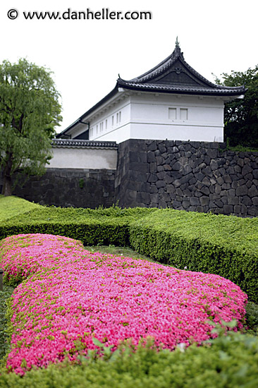 pink-flowers-1.jpg