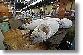 images/Asia/Japan/Tokyo/TsukijiMarket/misc-seafood-9.jpg