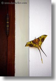 images/Asia/Laos/LuangPrabang/Animals/big-butterfly-2.jpg