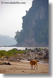images/Asia/Laos/LuangPrabang/Animals/cow-by-river-n-cliff.jpg