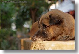 images/Asia/Laos/LuangPrabang/Animals/dog-on-wall-02.jpg