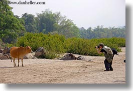 images/Asia/Laos/LuangPrabang/Animals/man-photographing-cow.jpg