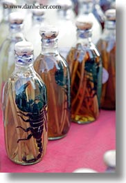 images/Asia/Laos/LuangPrabang/Animals/scorpion-in-a-bottle-03.jpg