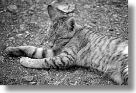 images/Asia/Laos/LuangPrabang/Animals/sleeping-grey-cat-bw.jpg
